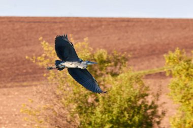 Uçan balıkçılkuşu (Ardea cinerea)