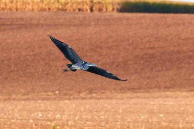 Uçan balıkçılkuşu (Ardea cinerea)