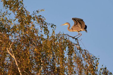 Bir ağacın tepesinde oturan gri balıkçıl kuşu (Ardea cinerea)