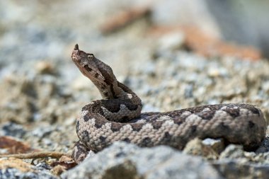 Burunlu Viper erkeği doğal yaşam alanında (Vipera ammoditleri)