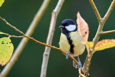 Great tit bird sitting on a branch in the morning ( Parus major )