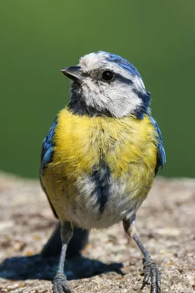 stock image Eurasian blue tit juvenile bird singing in the morning ( Cyanistes caeruleus )