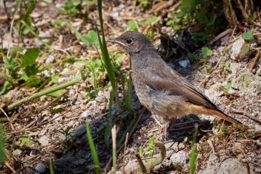 Siyah kızıla çalan dişi kuş (Phoenicurus ochruros)