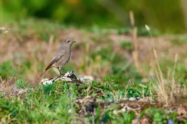 stock image Black redstart female bird searching for insects (Phoenicurus ochruros)