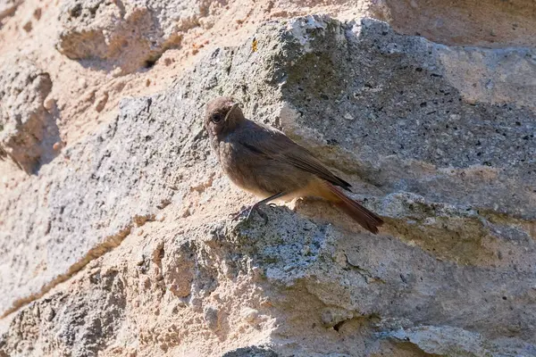 stock image Black redstart female bird (Phoenicurus ochruros)