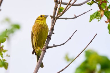 Sabah öten sarı çekiç kuşu (Emberiza citrinella)