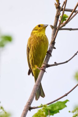 Sabah öten sarı çekiç kuşu (Emberiza citrinella)