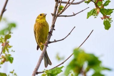 Sabah öten sarı çekiç kuşu (Emberiza citrinella)