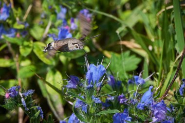 Sinekkuşu güvesi (Macroglossum stellatarum) çiçeklerle beslenir