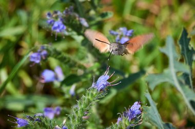 Sinekkuşu güvesi (Macroglossum stellatarum) çiçeklerle beslenir