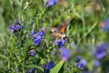 Sinekkuşu güvesi (Macroglossum stellatarum) çiçeklerle beslenir