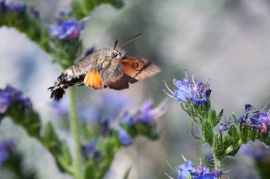 Sinekkuşu güvesi (Macroglossum stellatarum) çiçeklerle beslenir