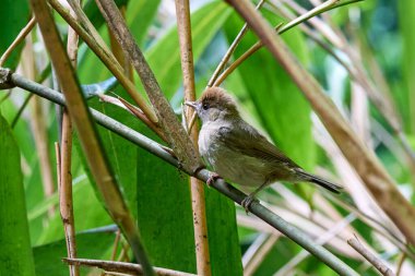 Avrasya siyah başlıklı yavru kuş (Sylvia atricapilla) 