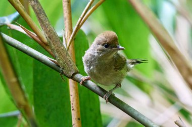 Avrasya siyah başlıklı yavru kuş (Sylvia atricapilla) 