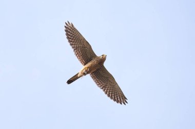 Pençeleriyle (Falco tinnunculus) uçan kerkenez. Yırtıcı Kuş 