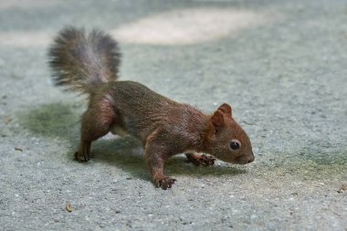 Avrasya kırmızı sincabı (Sciurus vulgaris)