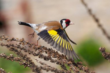 European goldfinch bird in flight (Carduelis carduelis) clipart