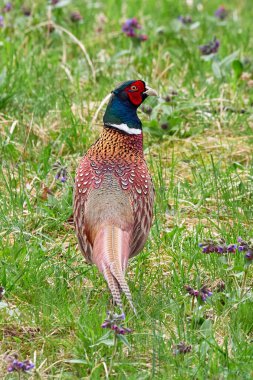 Doğal habitatta yaygın sülün erkek (Phasianus colchicus)