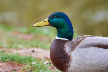 Mallard Erkek Ördeği (Anas platyrhynchos )