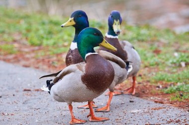 Mallard Erkek Ördekleri (Anas platyrhynchos )
