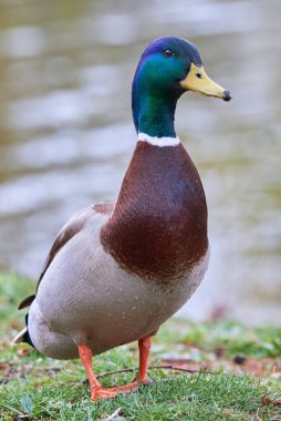 Mallard Erkek Ördeği (Anas platyrhynchos )