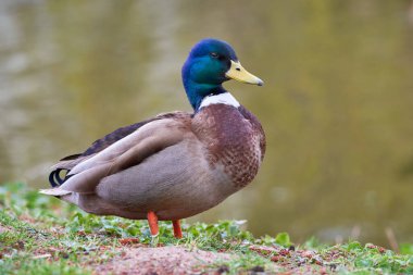 Mallard Erkek Ördeği (Anas platyrhynchos )