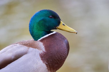 Mallard Erkek Ördeği (Anas platyrhynchos )