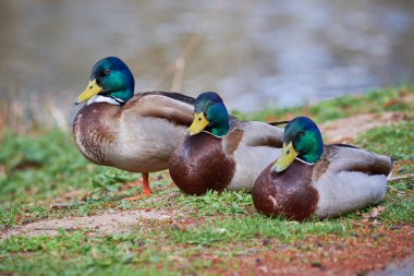 Mallard Erkek Ördekleri (Anas platyrhynchos )
