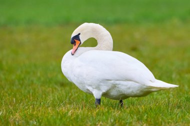 Mute swan on a meadow preening feathers (Cygnus olor)