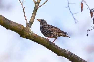Bir dalda oturan sığırcık kuşu (Sturnus vulgaris)