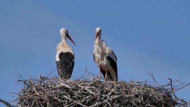 Beyaz leylekler tüylerini kabartıyor (Ciconia ciconia)