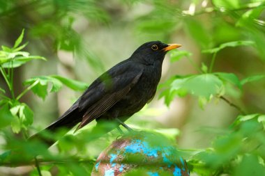 Sabahları karatavuk ötüyor (Turdus merula).