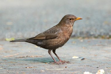 Yiyecek arayan karatavuk dişi kuş (Turdus merula). 