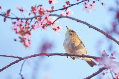 Yaprak bülbülü (Phylloscopus collybita) Kuş kapanışı