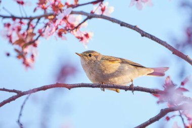 Yaprak bülbülü (Phylloscopus collybita) Kuş kapanışı