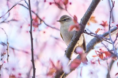 Yaprak bülbülü (Phylloscopus collybita) Kuş kapanışı