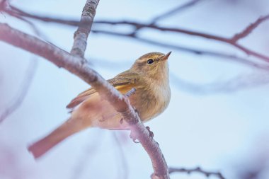 Yaprak bülbülü (Phylloscopus collybita) Kuş kapanışı