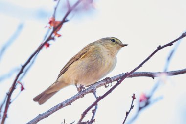 Yaprak bülbülü (Phylloscopus collybita) Kuş kapanışı