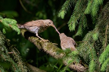 Song Thrush kuş yemi solucanlarla (Turdus Philomelos )