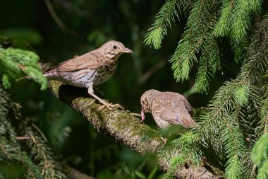 Song Thrush kuş yemi solucanlarla (Turdus Philomelos )