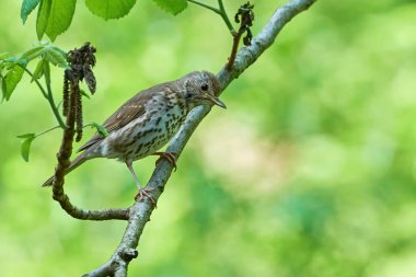 Song Thrush kuş yavrusu (Turdus Philomelos )