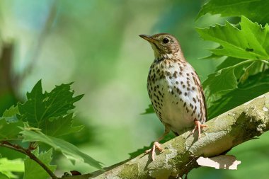 Song Thrush kuş yavrusu (Turdus Philomelos )