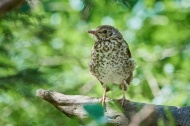 Song Thrush kuş yavrusu (Turdus Philomelos )