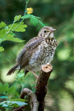 Song Thrush kuş yavrusu (Turdus Philomelos )