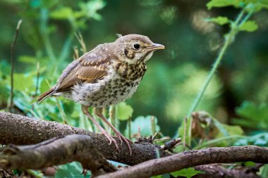 Song Thrush kuş yavrusu (Turdus Philomelos )