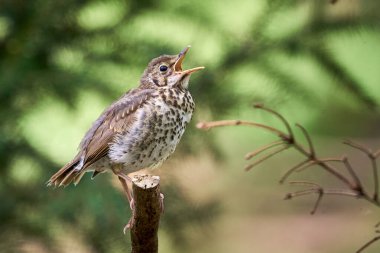 Song Thrush kuş juvenile sing (Turdus Philomelos )