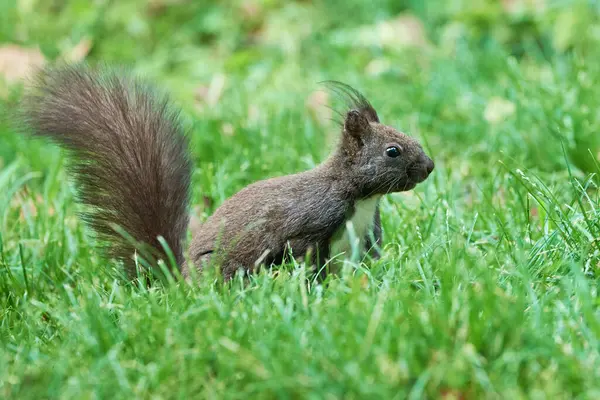 Avrasya kırmızı sincabı (Sciurus vulgaris)