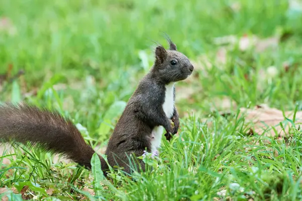 Avrasya kırmızı sincabı (Sciurus vulgaris)