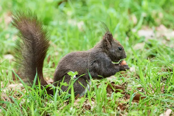 Avrasya kızıl sincabı ceviz yiyor (Sciurus vulgaris)
