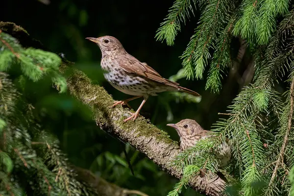 Song Thrush kuş yemi solucanlarla (Turdus Philomelos )